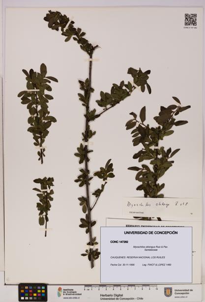 Myoschilos oblongus [Espécimen: UDEC:CONC:0147282]