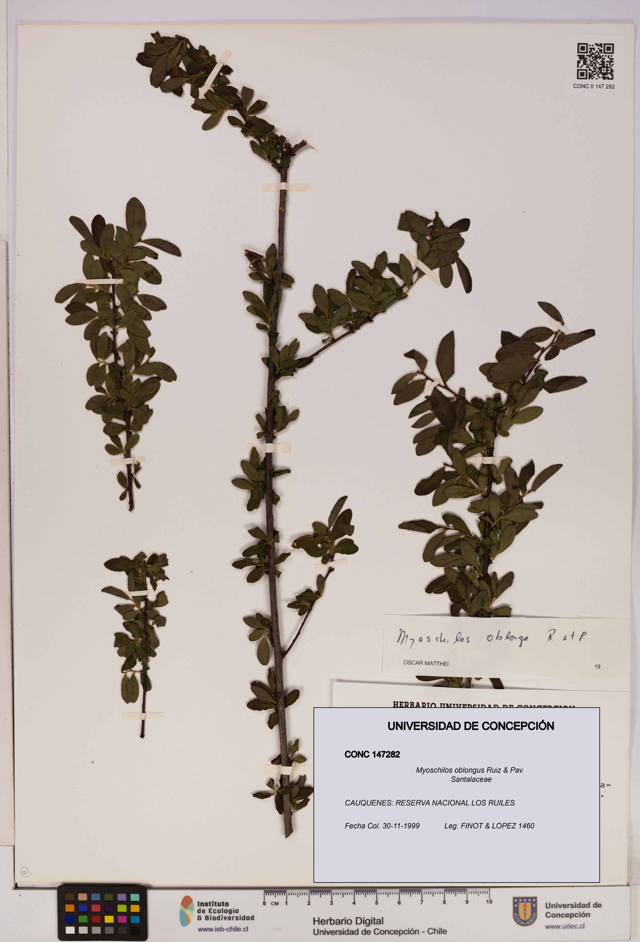 Myoschilos oblongus [Espécimen: UDEC:CONC:0147282]