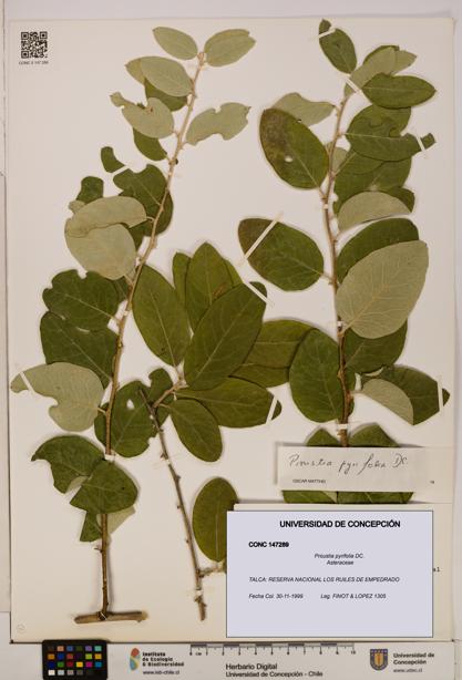 Proustia pyrifolia [Espécimen: UDEC:CONC:0147289]