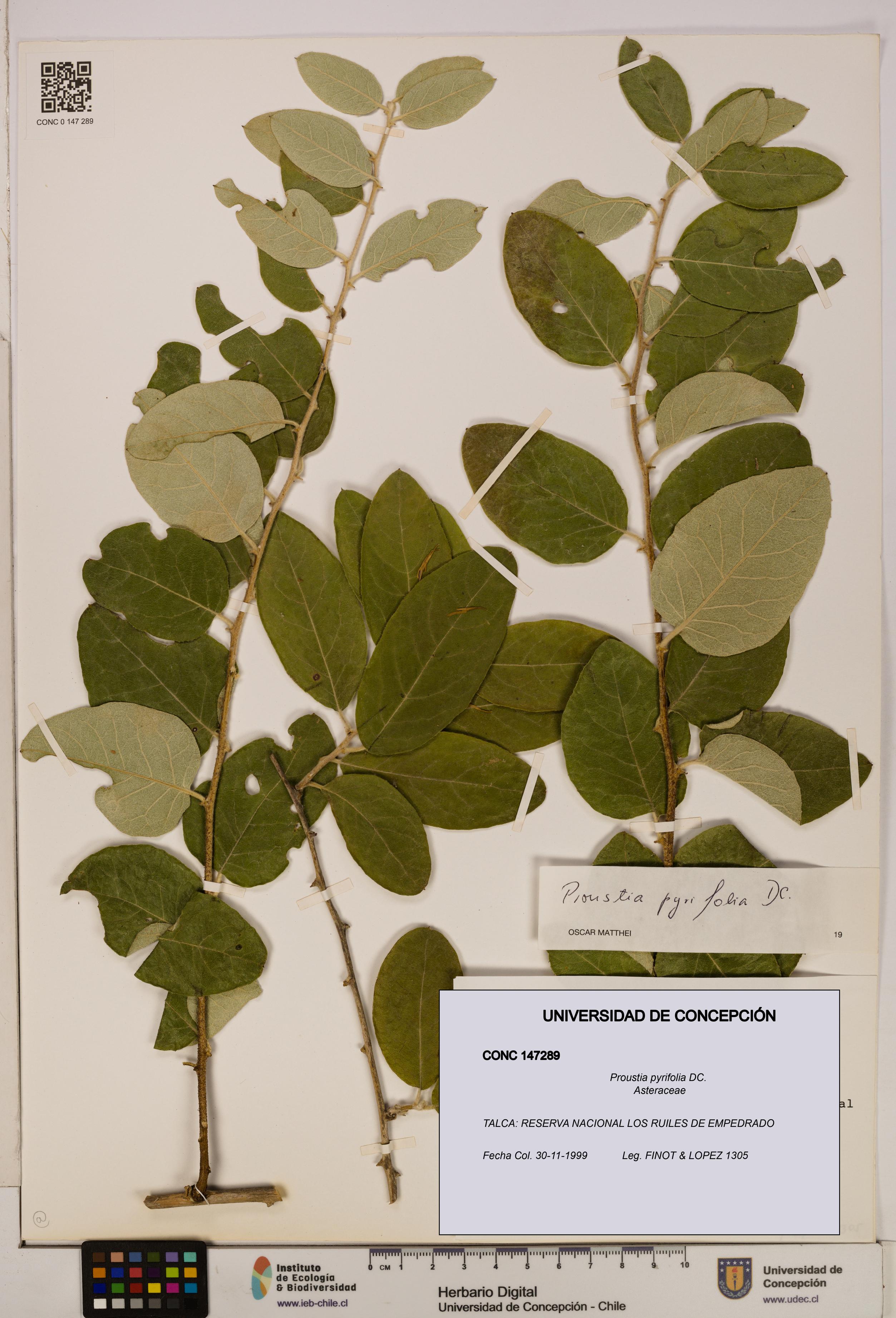 Proustia pyrifolia [Espécimen: UDEC:CONC:0147289]