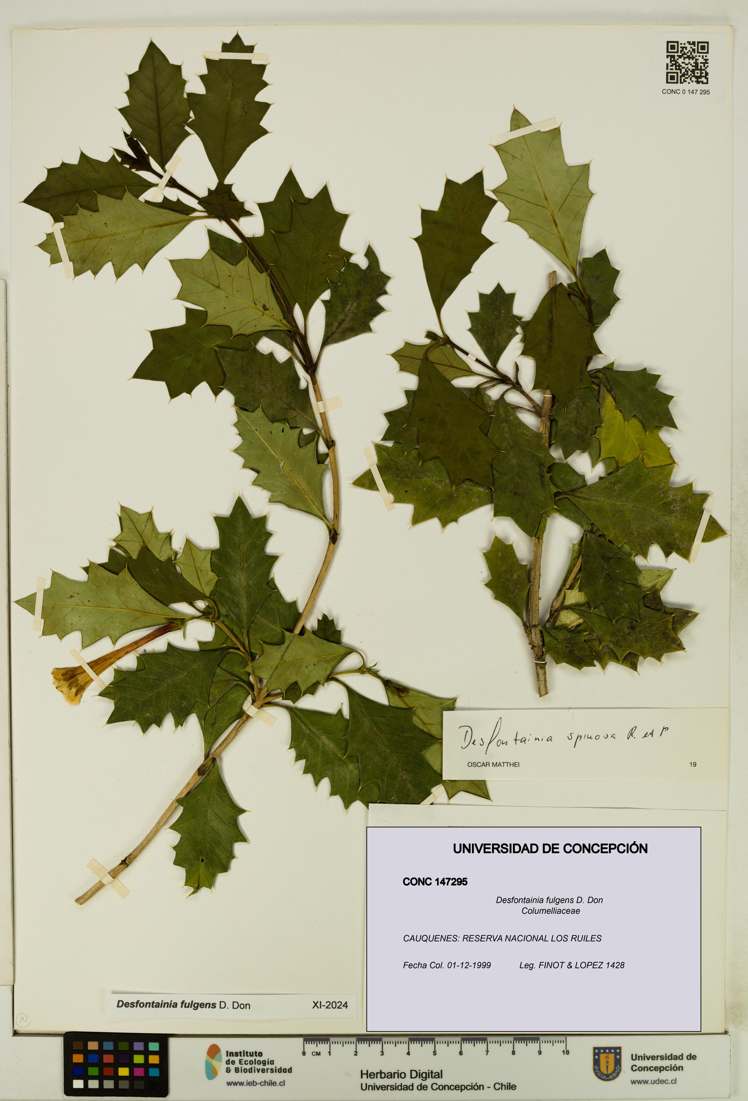 Desfontainia fulgens [Espécimen: UDEC:CONC:0147295]