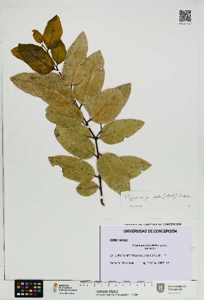 Cryptocarya alba [Espécimen: UDEC:CONC:0147302]