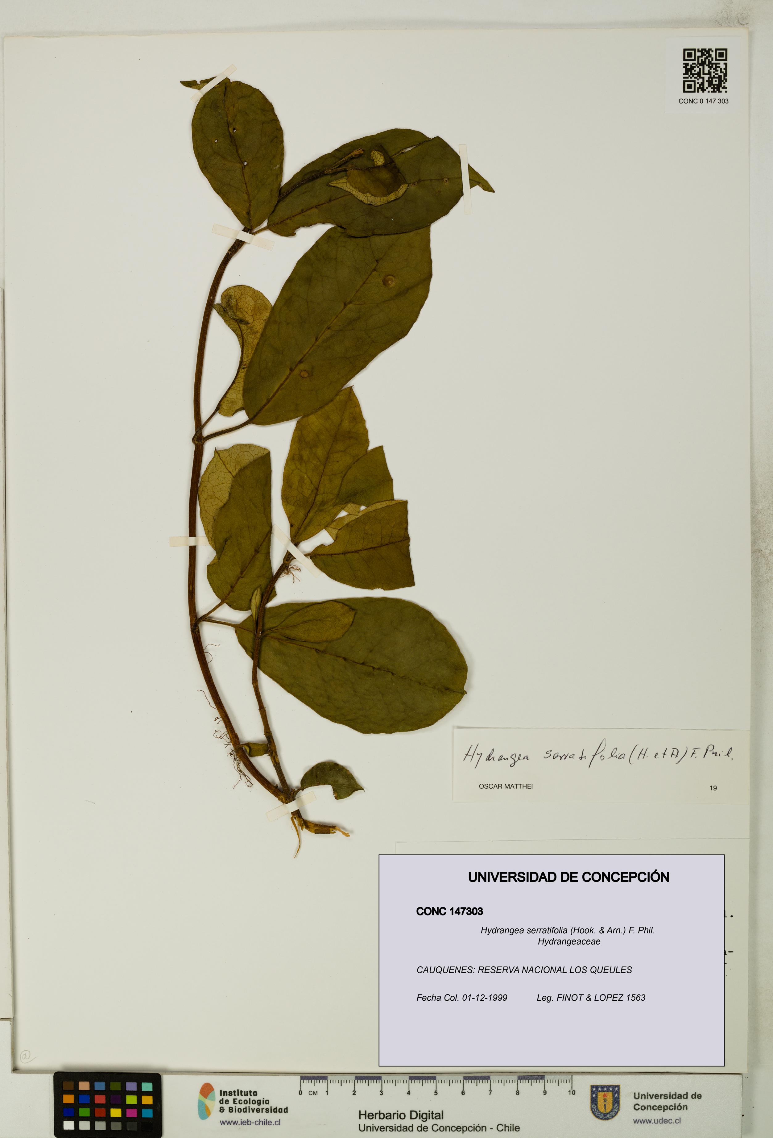 Hydrangea serratifolia [Espécimen: UDEC:CONC:0147303]