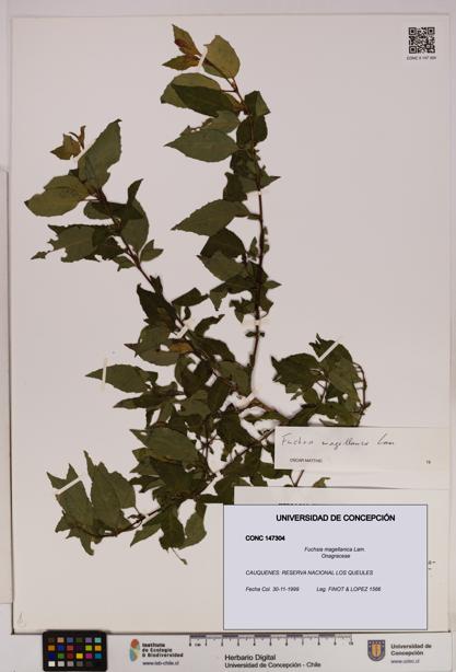 Fuchsia magellanica [Espécimen: UDEC:CONC:0147304]