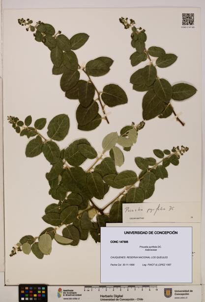 Proustia pyrifolia [Espécimen: UDEC:CONC:0147305]
