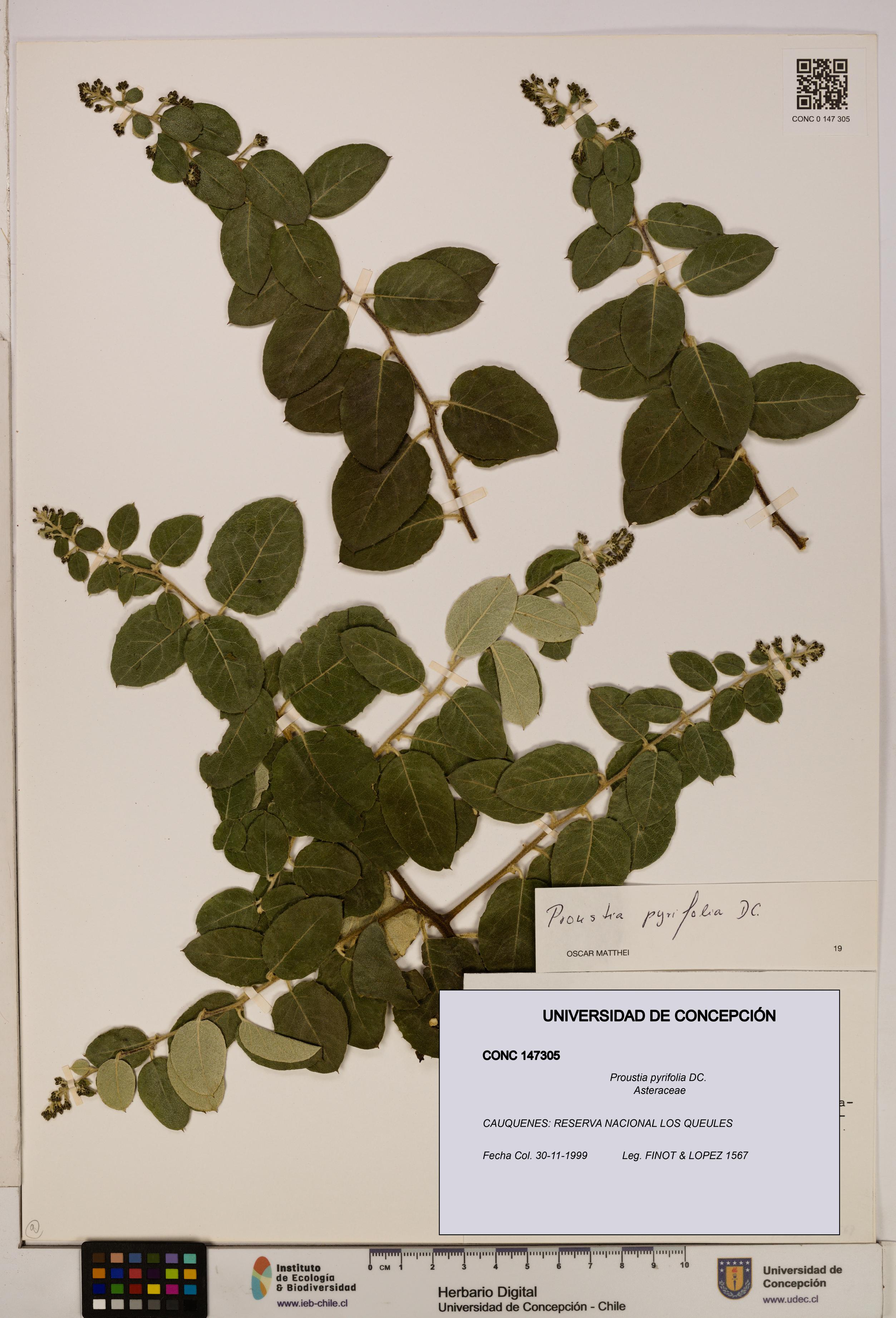 Proustia pyrifolia [Espécimen: UDEC:CONC:0147305]