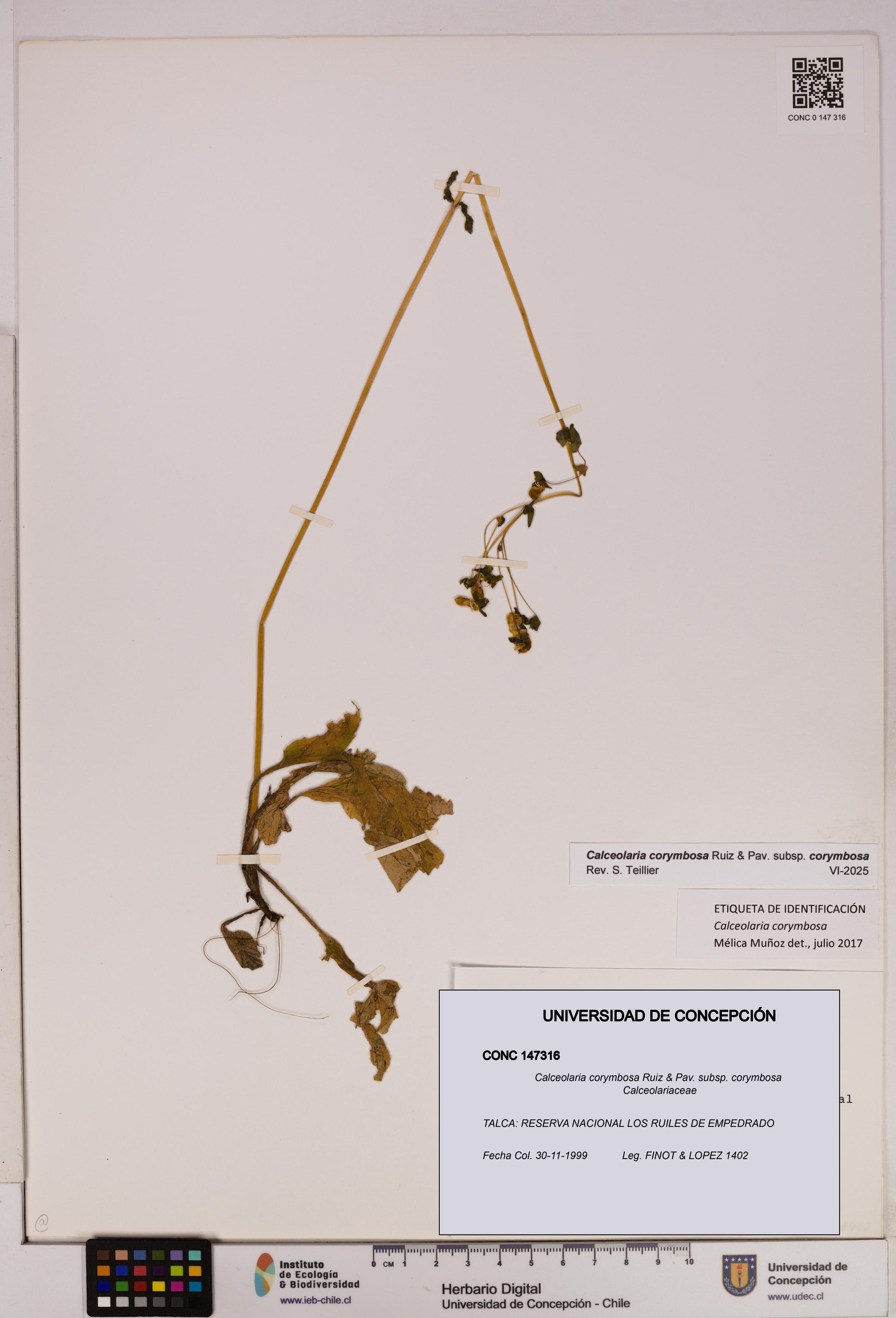 Calceolaria corymbosa [Espécimen: UDEC:CONC:0147316]