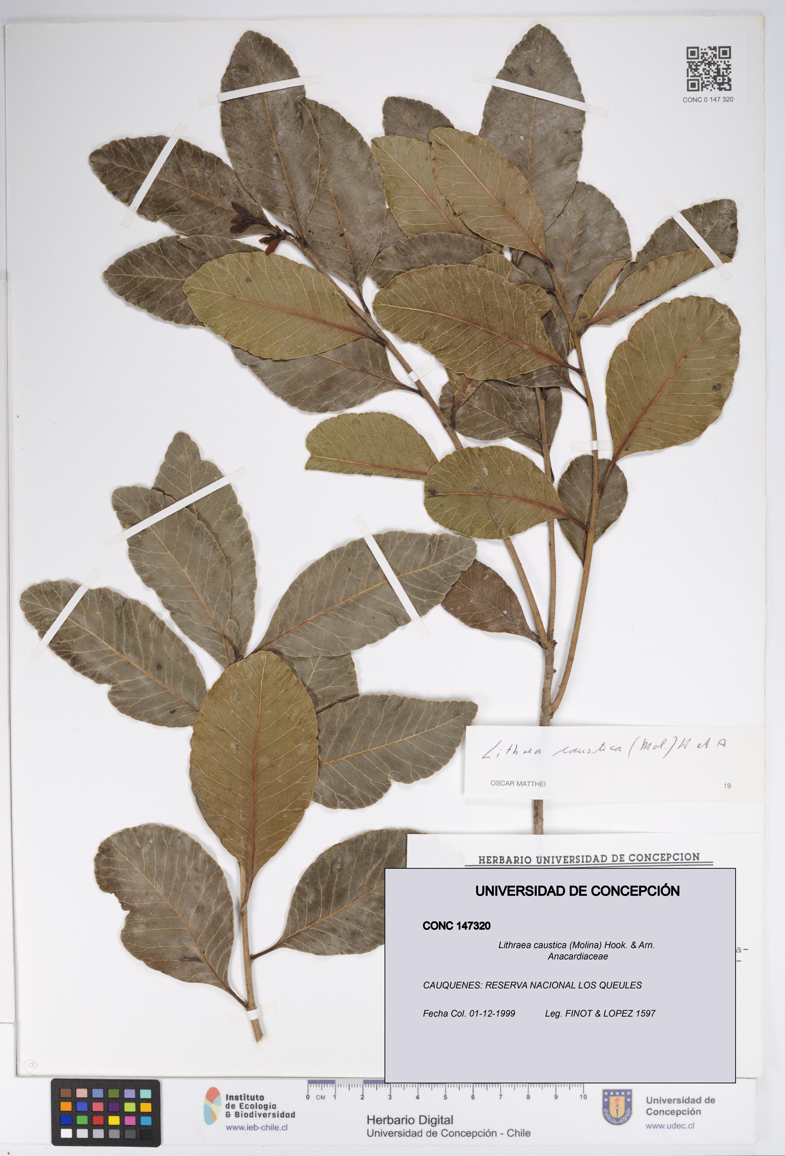 Lithraea caustica [Espécimen: UDEC:CONC:0147320]