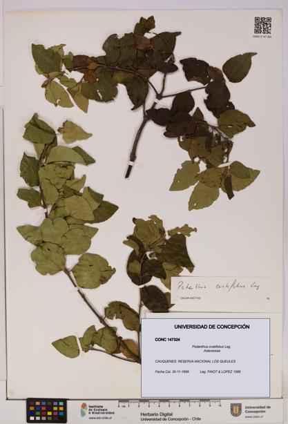 Podanthus ovatifolius [Espécimen: ]