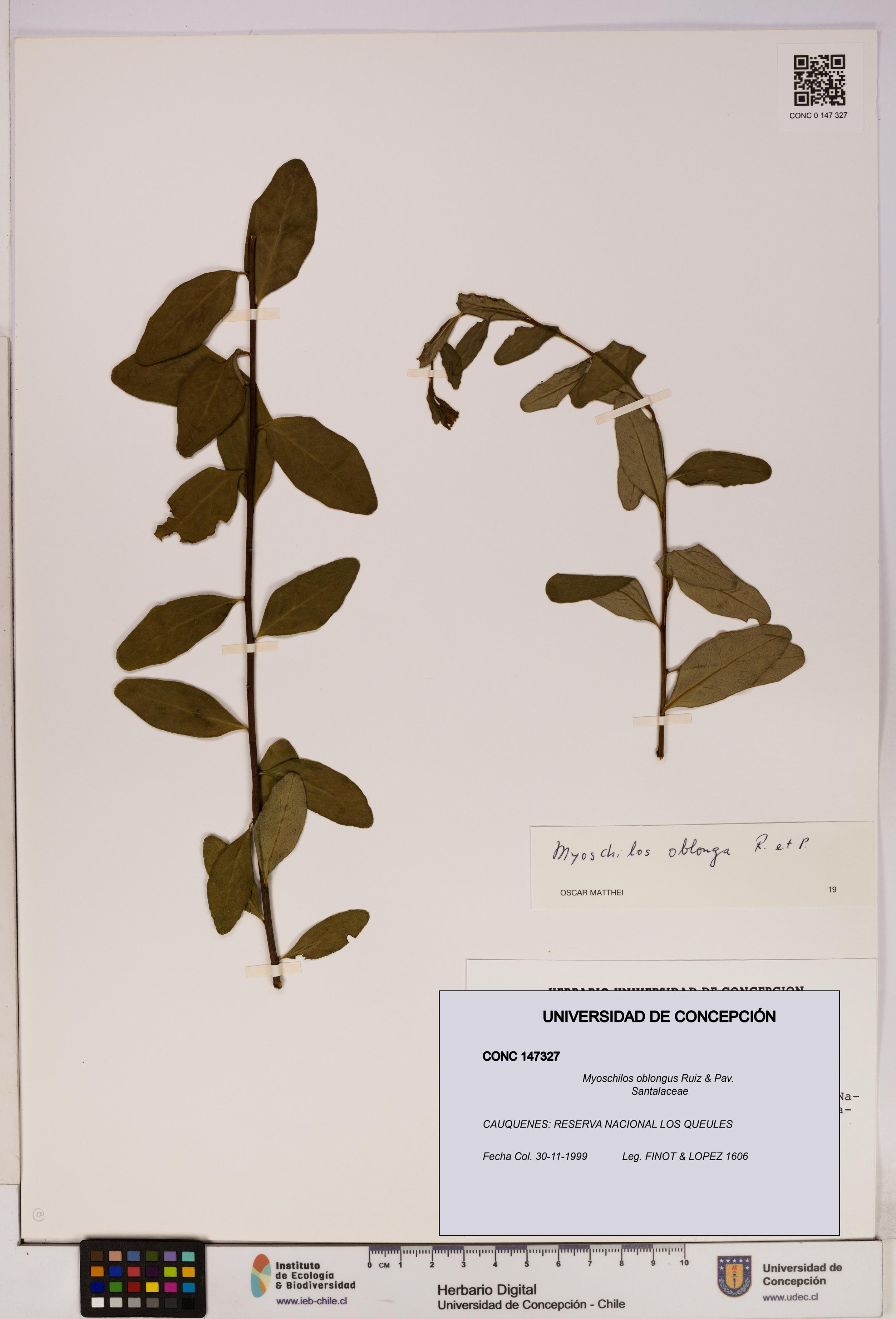 Myoschilos oblongus [Espécimen: UDEC:CONC:0147327]