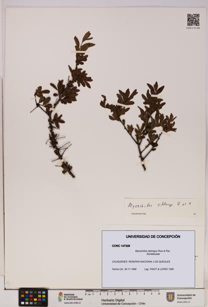 Myoschilos oblongus [Espécimen: UDEC:CONC:0147329]