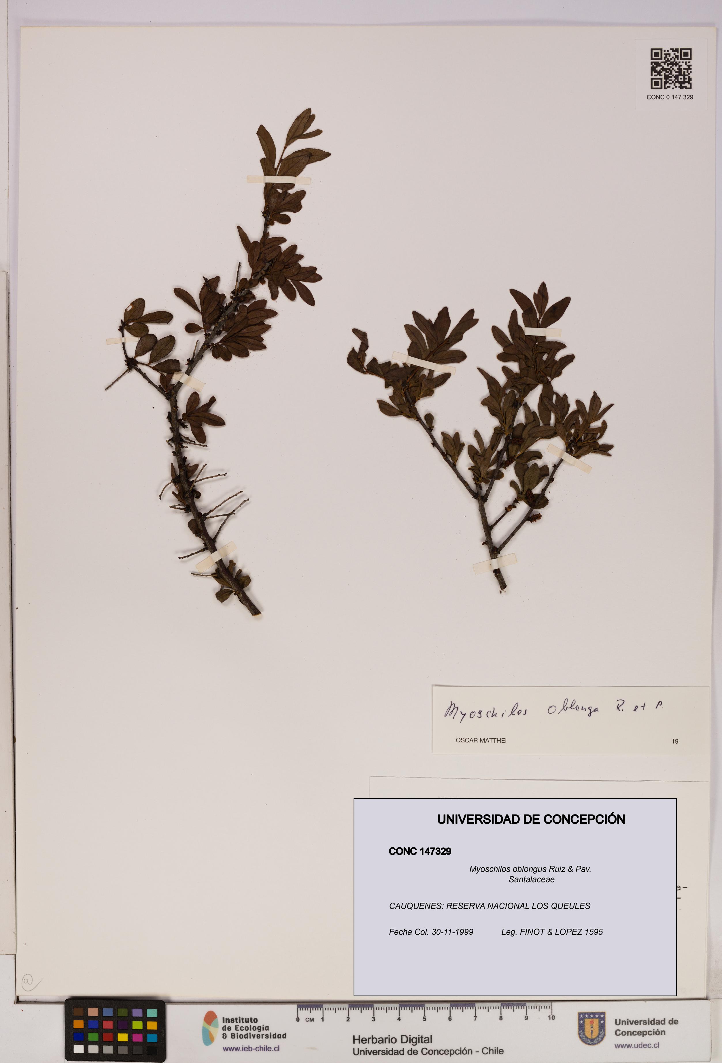 Myoschilos oblongus [Espécimen: UDEC:CONC:0147329]