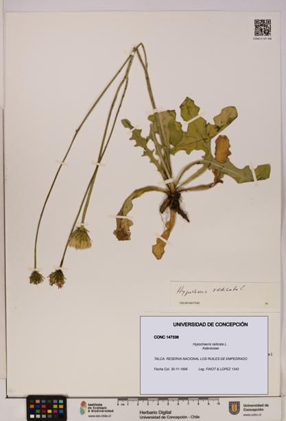 Hypochaeris radicata [Espécimen: UDEC:CONC:0147338]