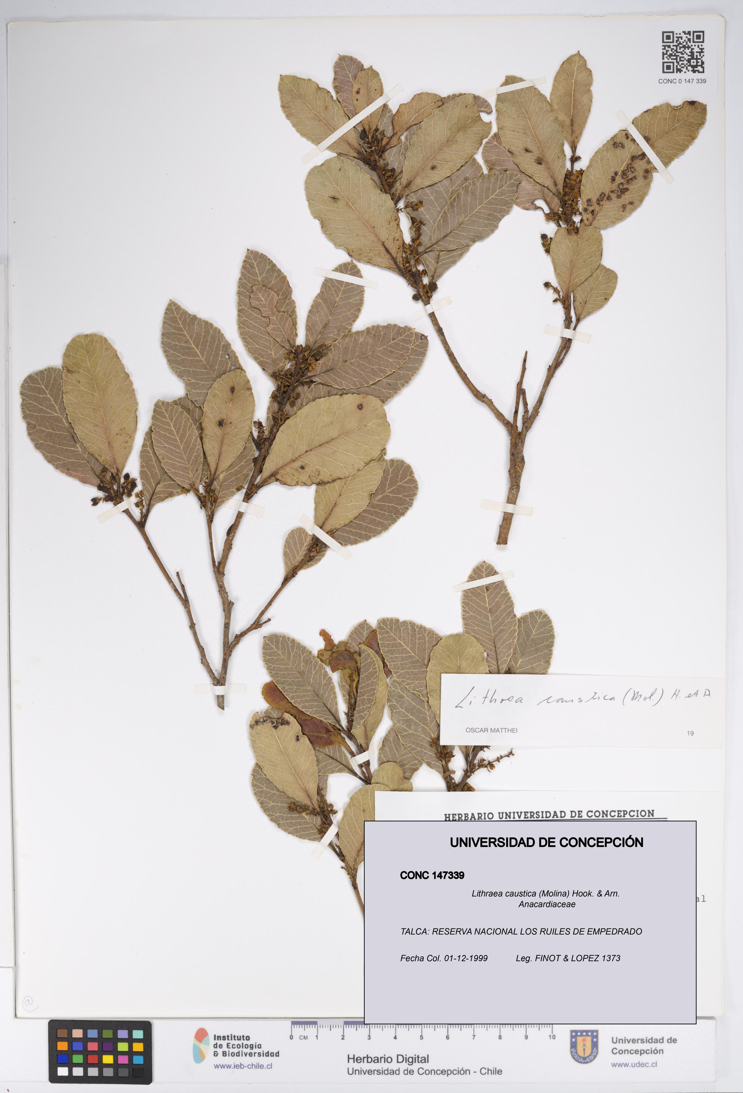 Lithraea caustica [Espécimen: UDEC:CONC:0147339]