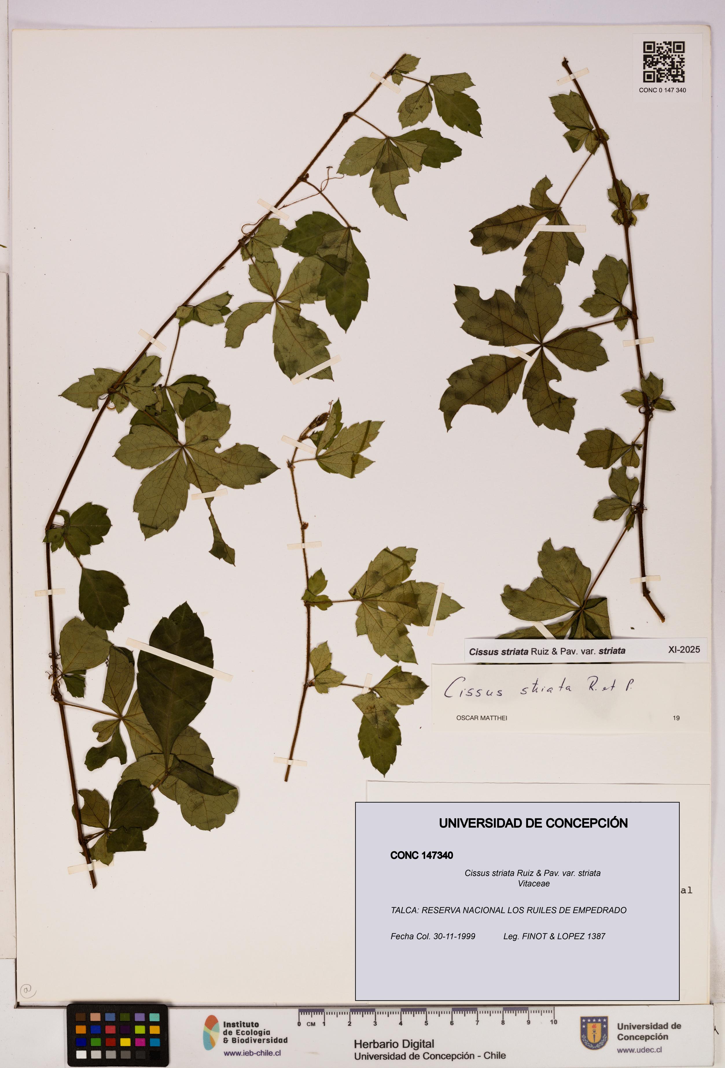 Cissus striata var. striata [Espécimen: UDEC:CONC:0147340]