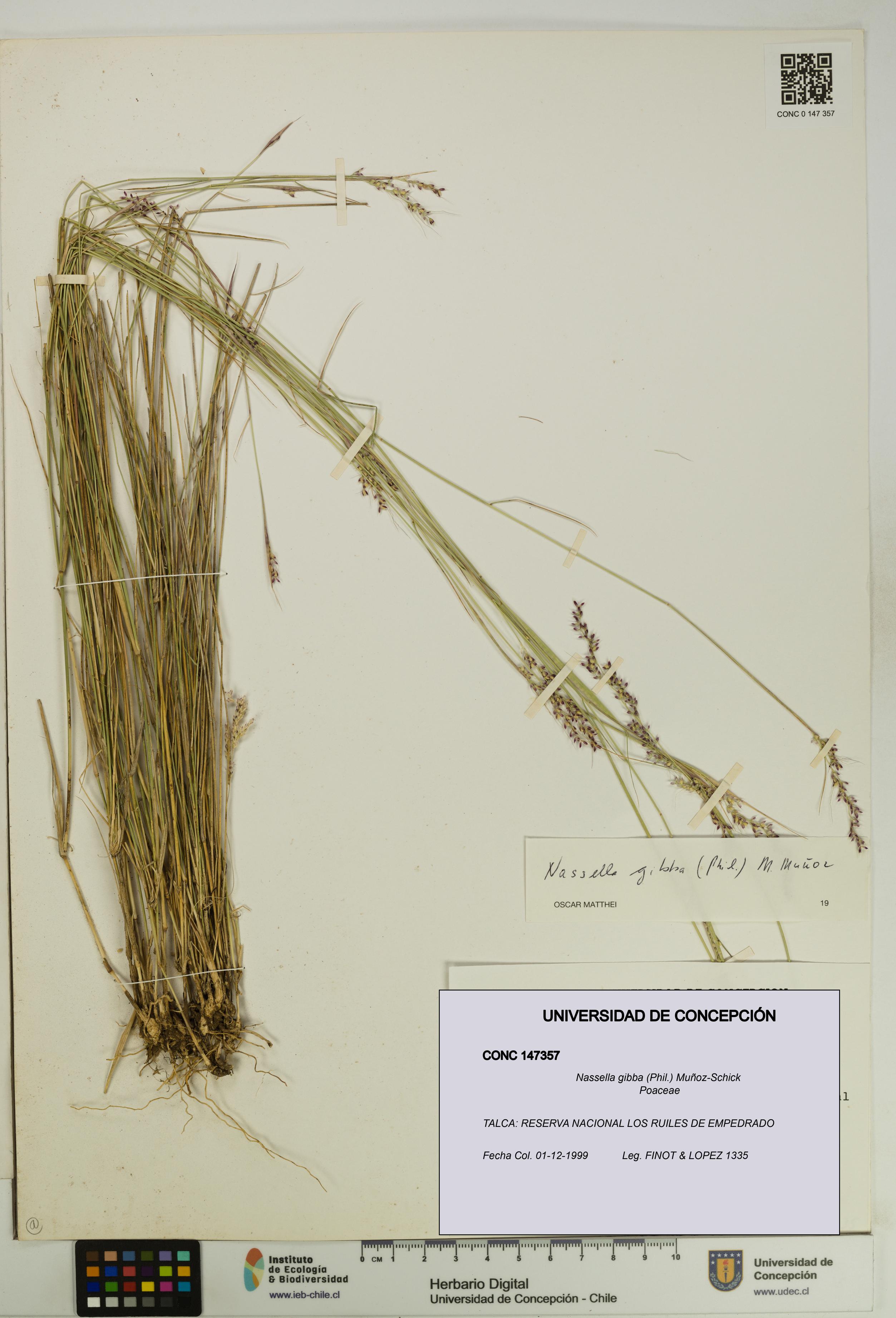 Nassella gibba [Espécimen: UDEC:CONC:0147357]
