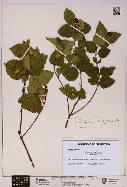 Podanthus ovatifolius [Espécimen: ]