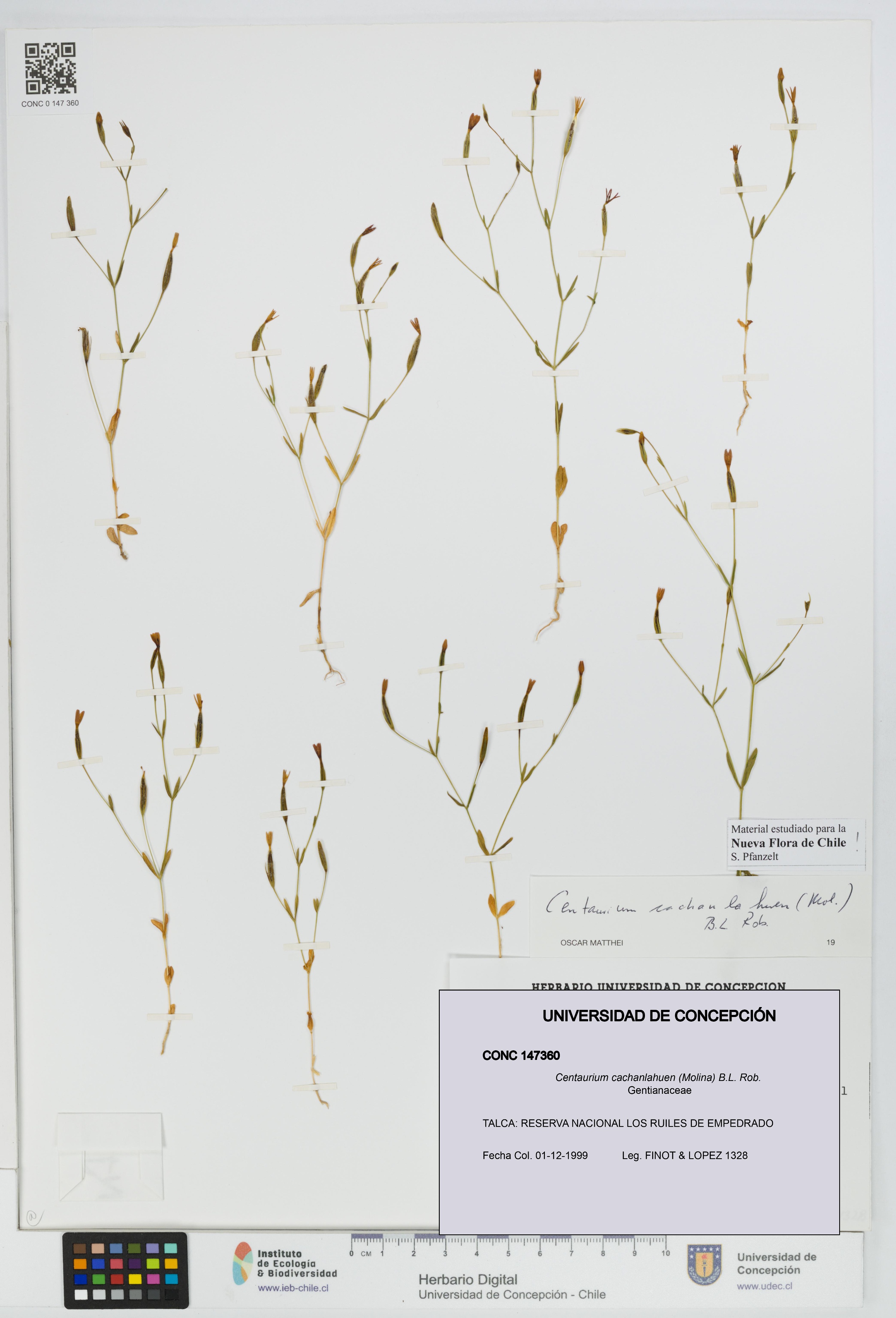 Centaurium cachanlahuen [Espécimen: UDEC:CONC:0147360]