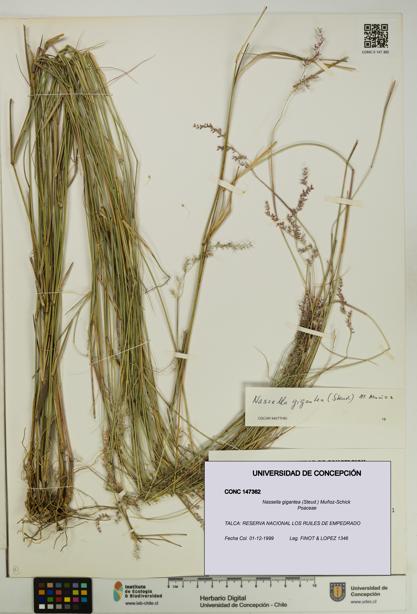 Nassella gigantea [Espécimen: UDEC:CONC:0147362]