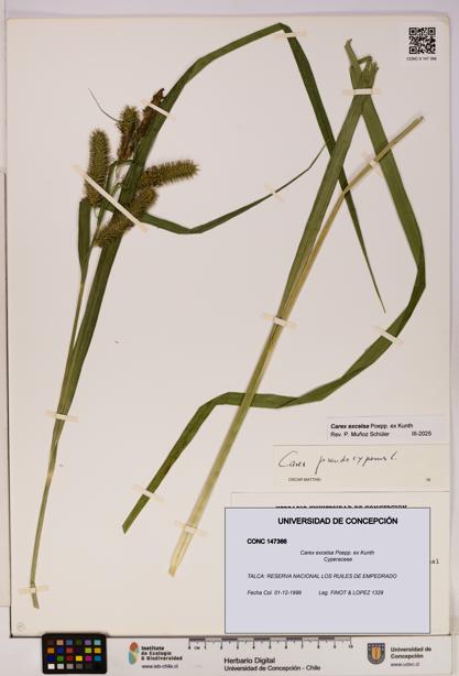 Carex excelsa [Espécimen: UDEC:CONC:0147366]