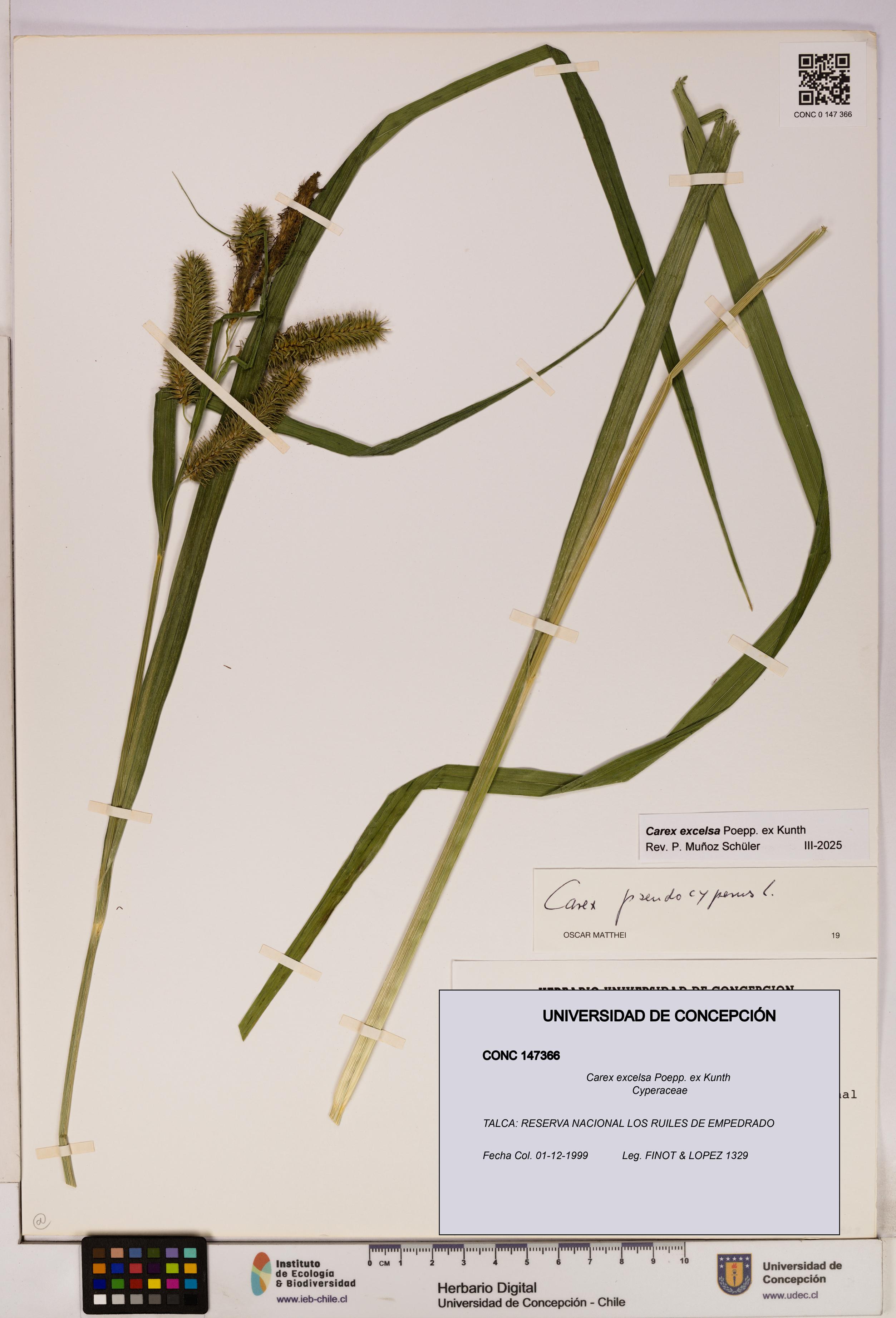 Carex excelsa [Espécimen: UDEC:CONC:0147366]