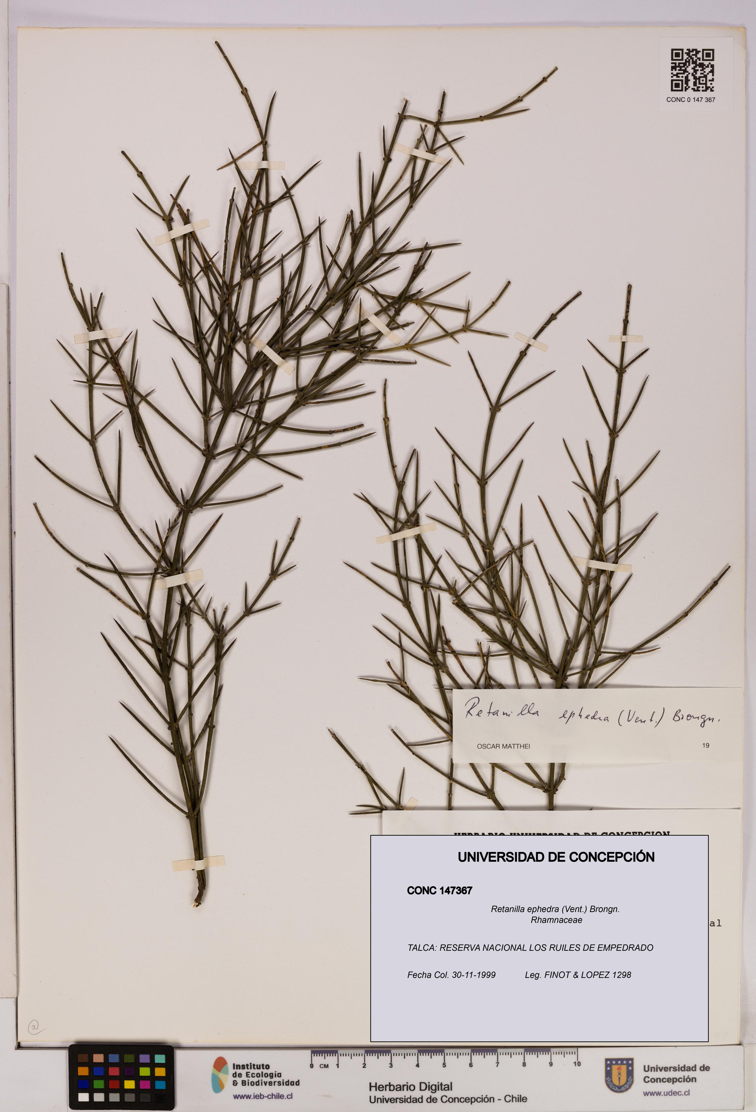 Retanilla ephedra [Espécimen: UDEC:CONC:0147367]