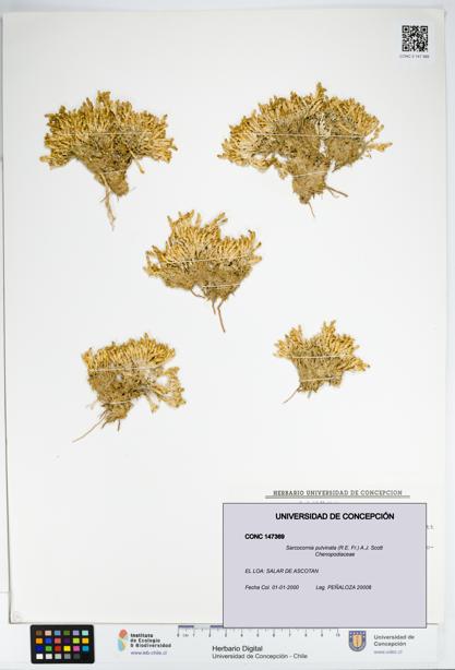 Sarcocornia pulvinata [Espécimen: UDEC:CONC:0147369]