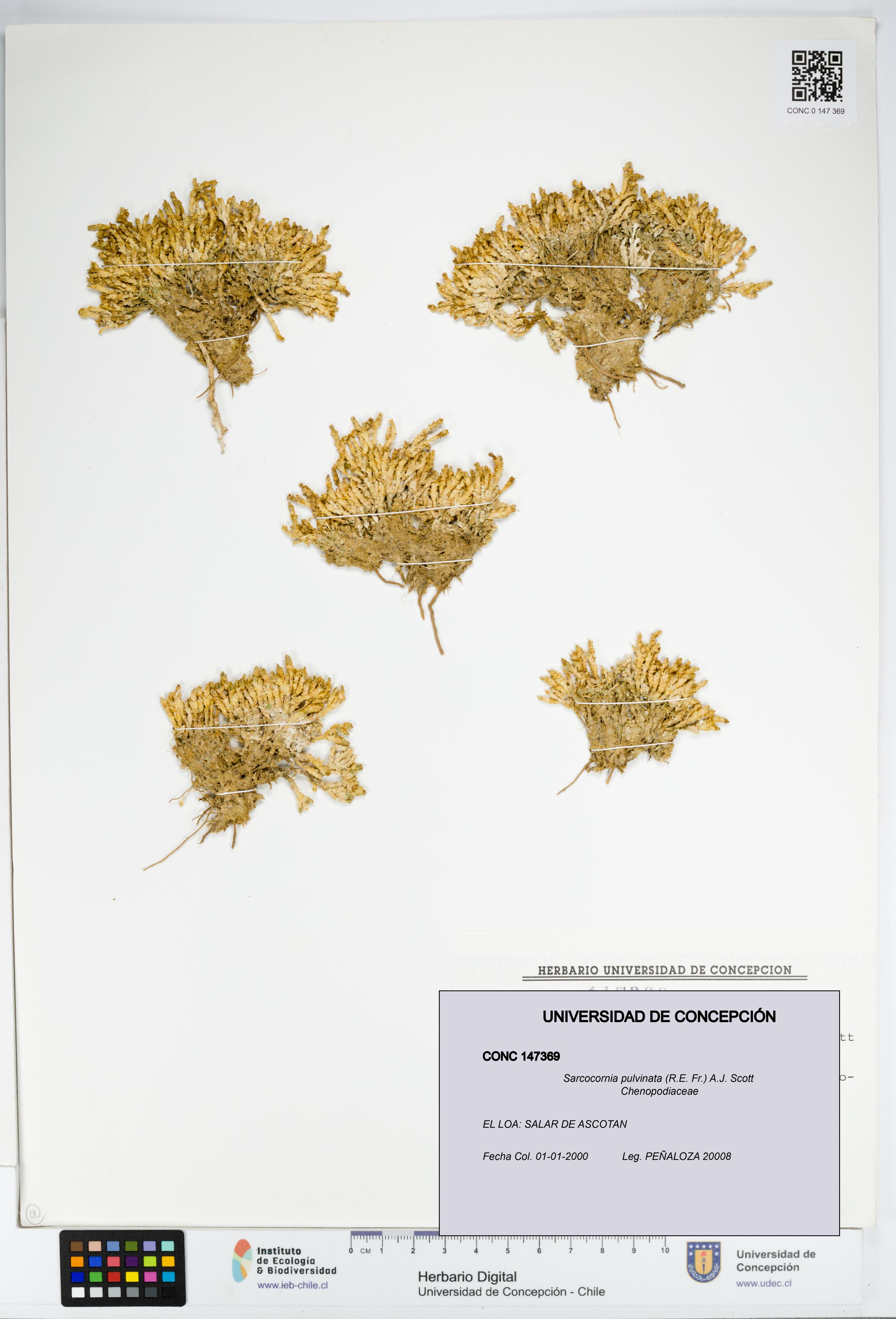 Sarcocornia pulvinata [Espécimen: UDEC:CONC:0147369]