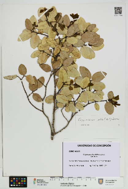 Cryptocarya alba [Espécimen: UDEC:CONC:0147371]