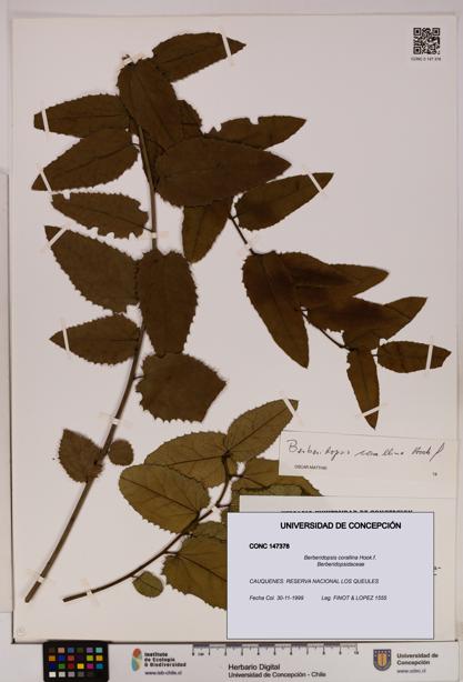 Berberidopsis corallina [Espécimen: UDEC:CONC:0147378]