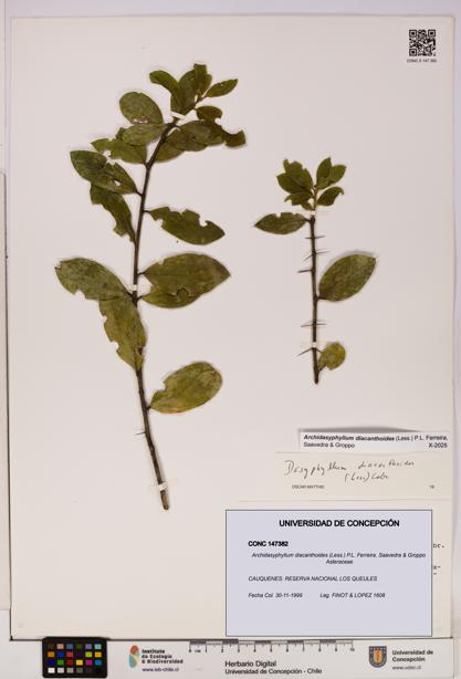 Archidasyphyllum diacanthoides [Espécimen: UDEC:CONC:0147382]
