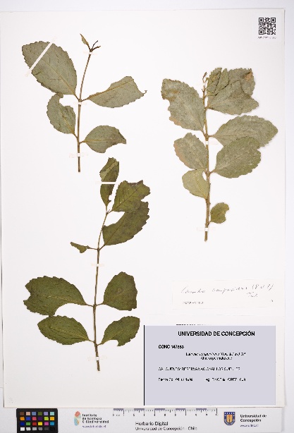 Laurelia sempervirens [Espécimen: UDEC:CONC:0147383]