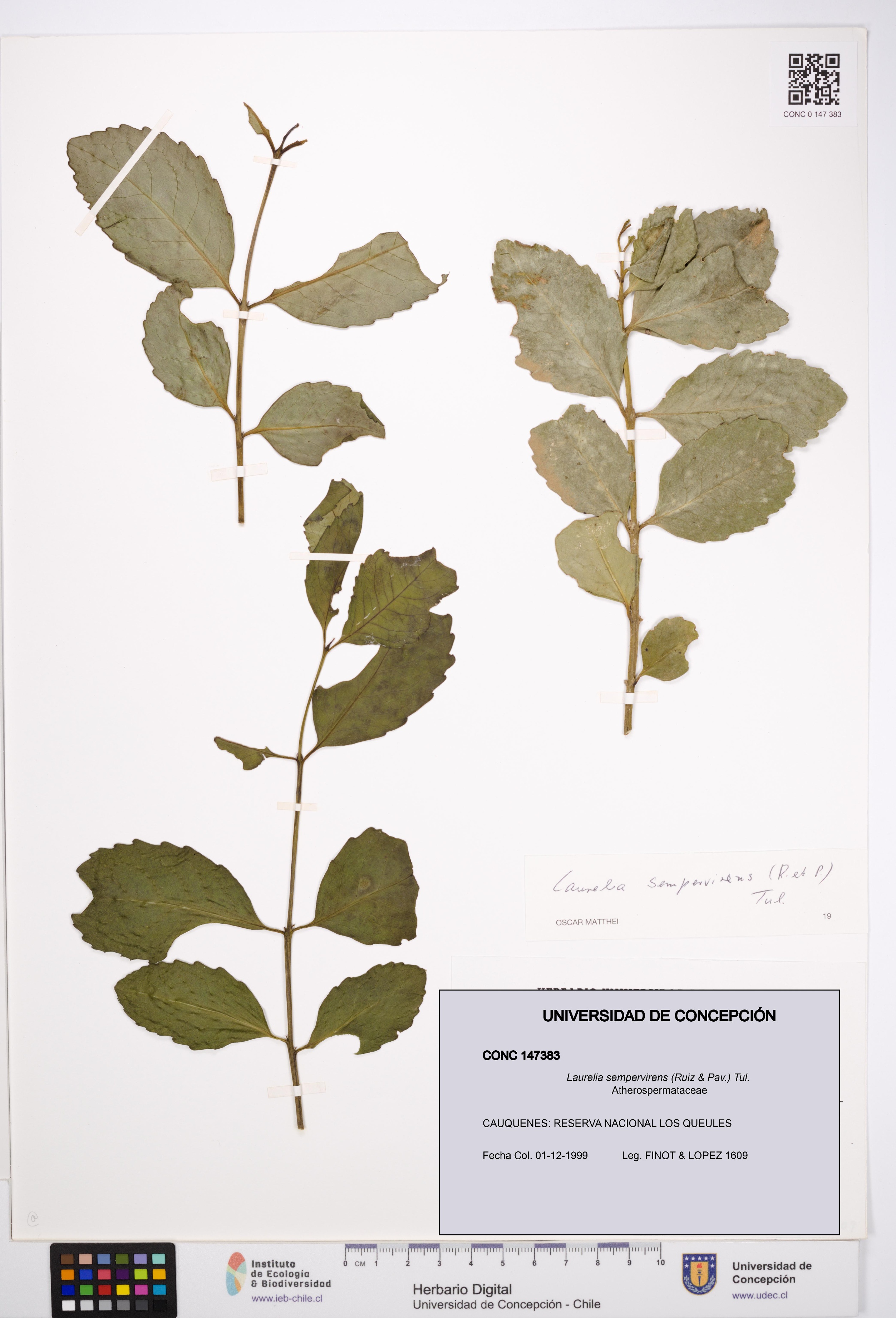 Laurelia sempervirens [Espécimen: UDEC:CONC:0147383]