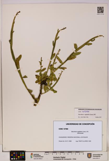 Baccharis sagittalis [Espécimen: UDEC:CONC:0147394]