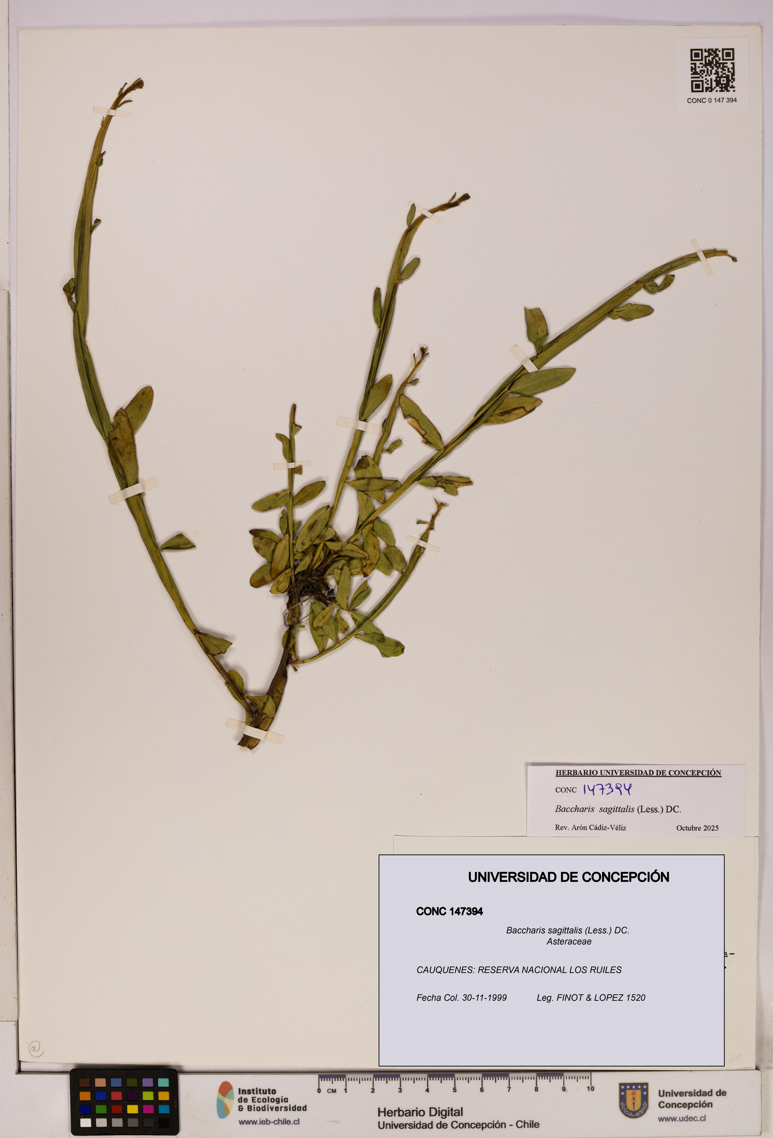Baccharis sagittalis [Espécimen: UDEC:CONC:0147394]