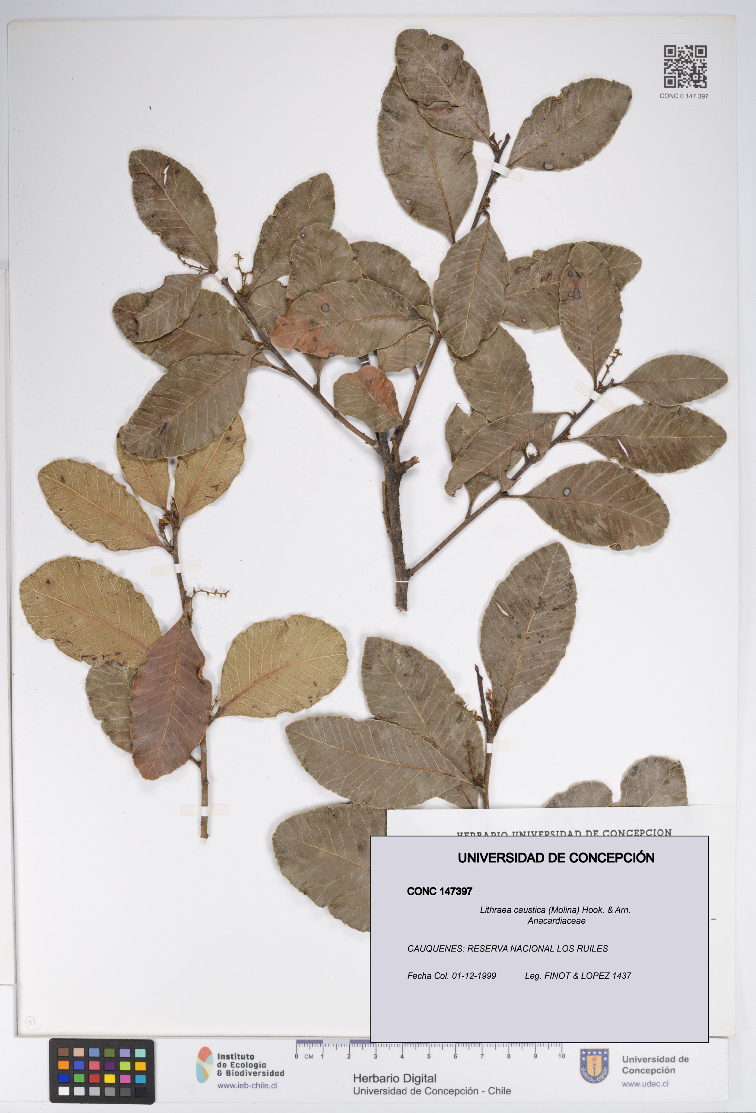 Lithraea caustica [Espécimen: UDEC:CONC:0147397]