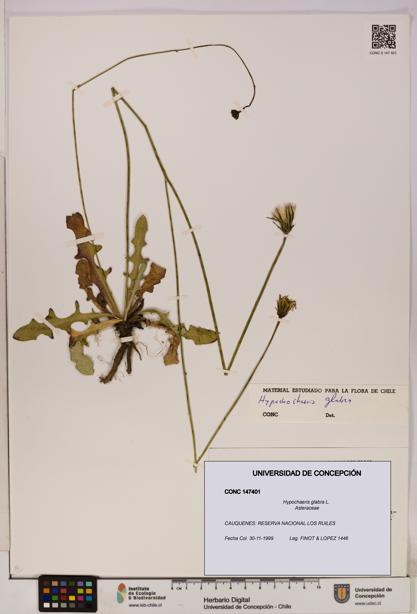 Hypochaeris glabra [Espécimen: UDEC:CONC:0147401]