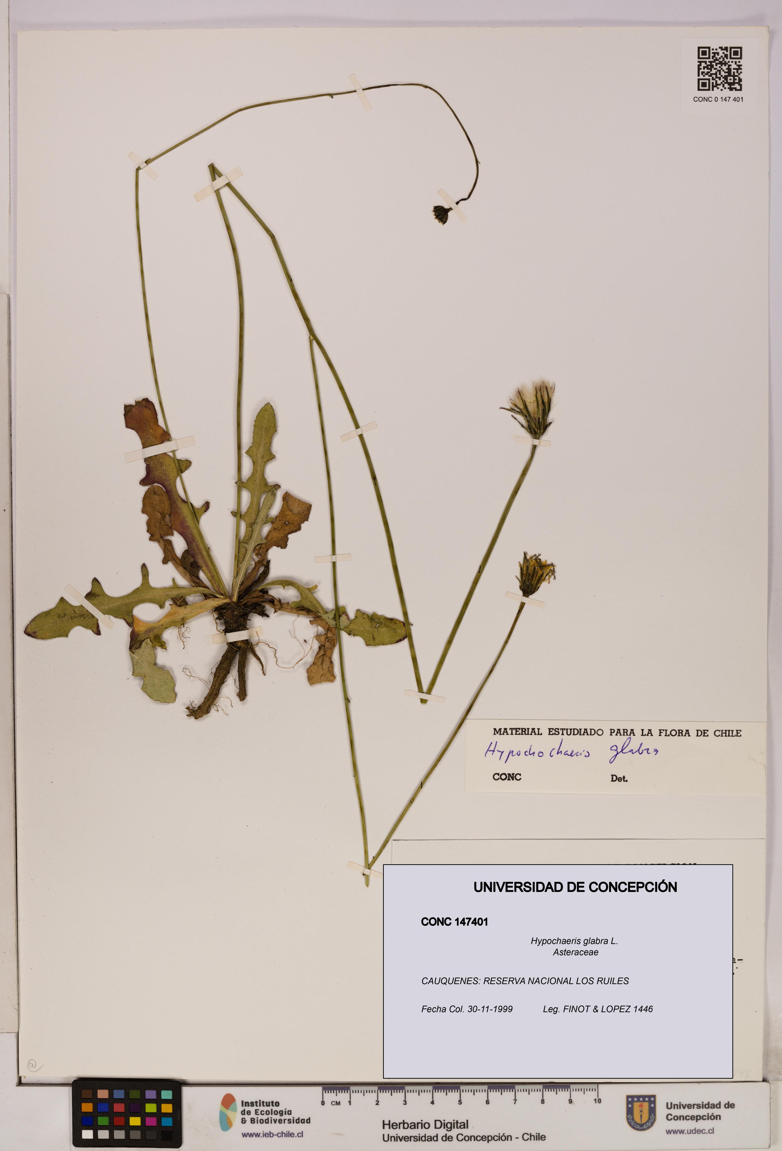 Hypochaeris glabra [Espécimen: UDEC:CONC:0147401]