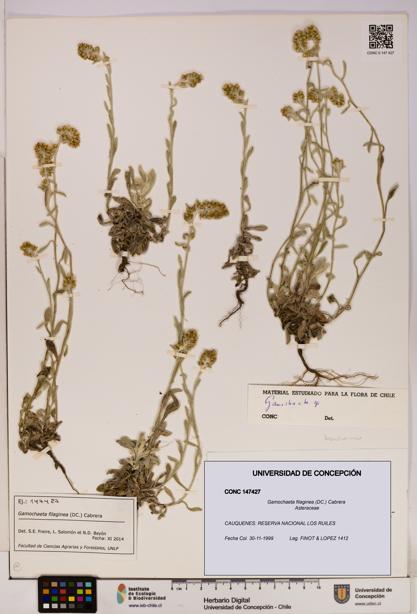 Gamochaeta filaginea [Espécimen: UDEC:CONC:0147427]