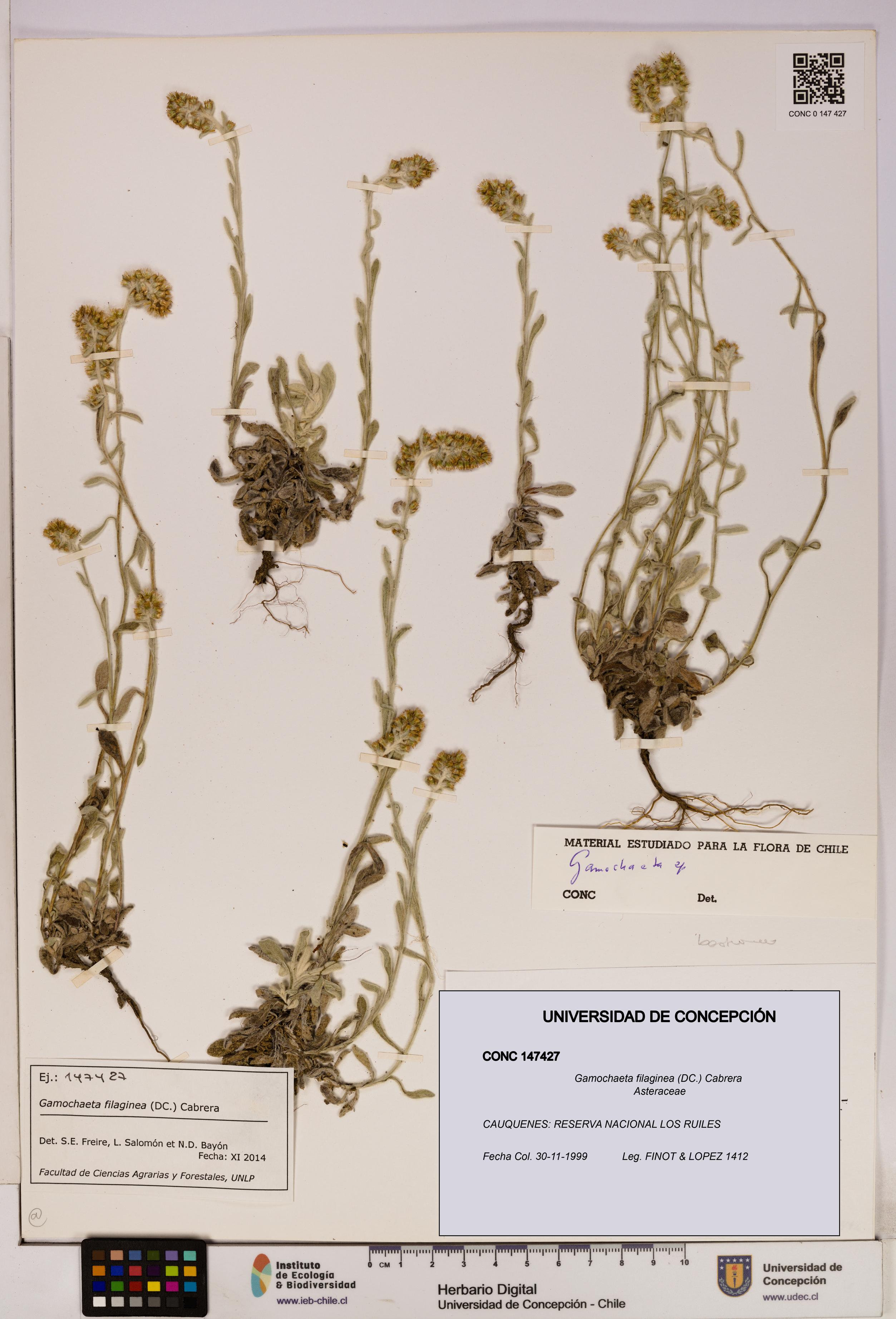 Gamochaeta filaginea [Espécimen: UDEC:CONC:0147427]