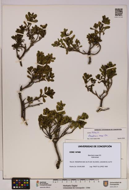 Baccharis neaei [Espécimen: UDEC:CONC:0147452]