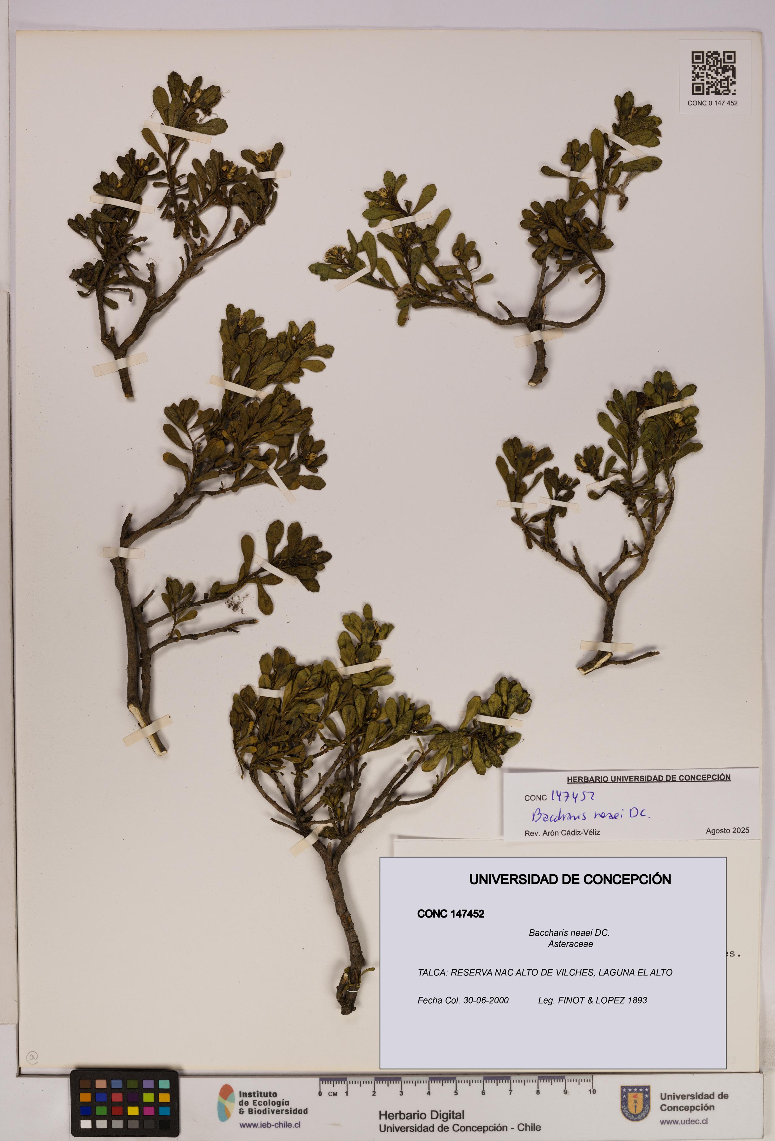 Baccharis neaei [Espécimen: UDEC:CONC:0147452]