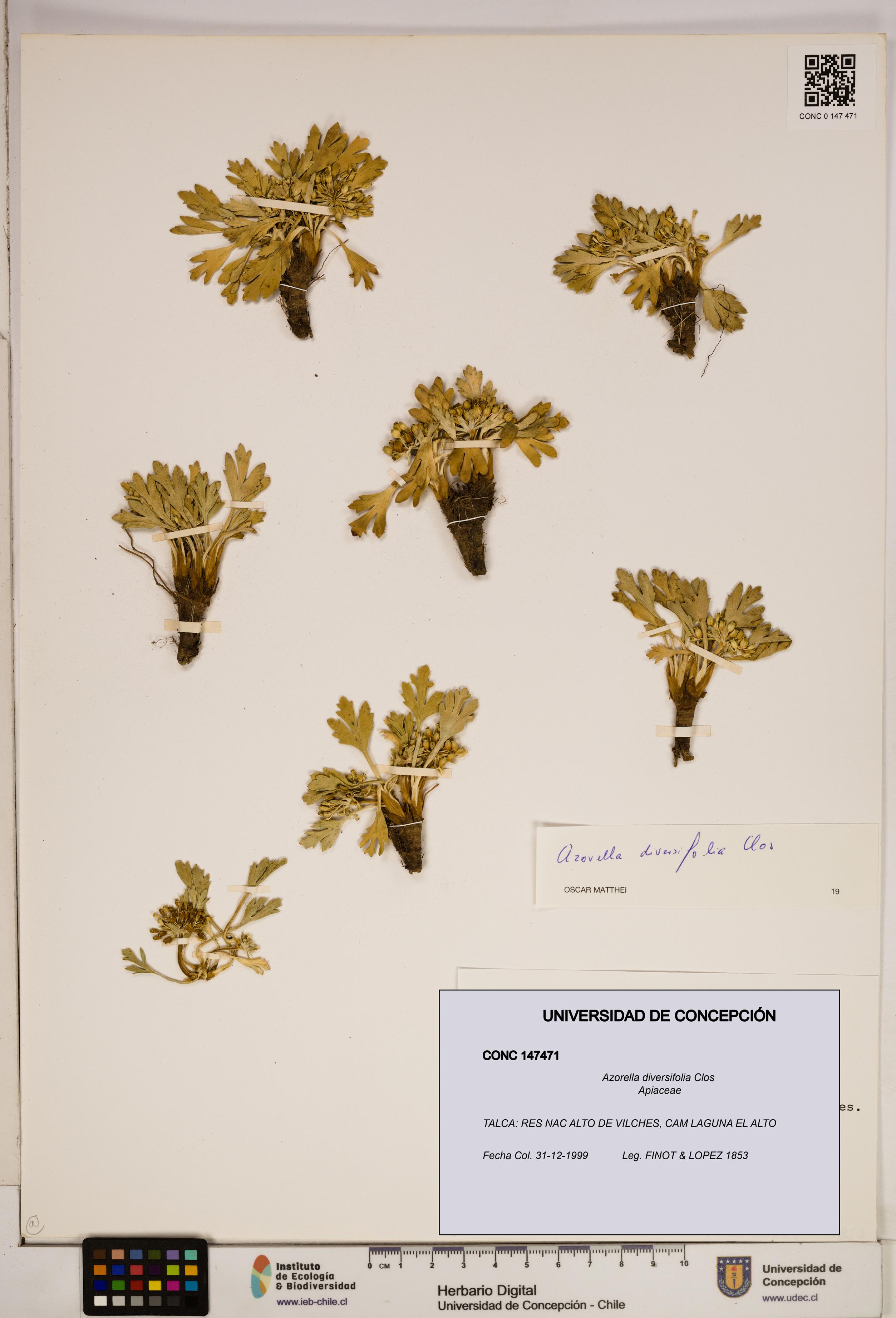 Azorella diversifolia [Espécimen: ]