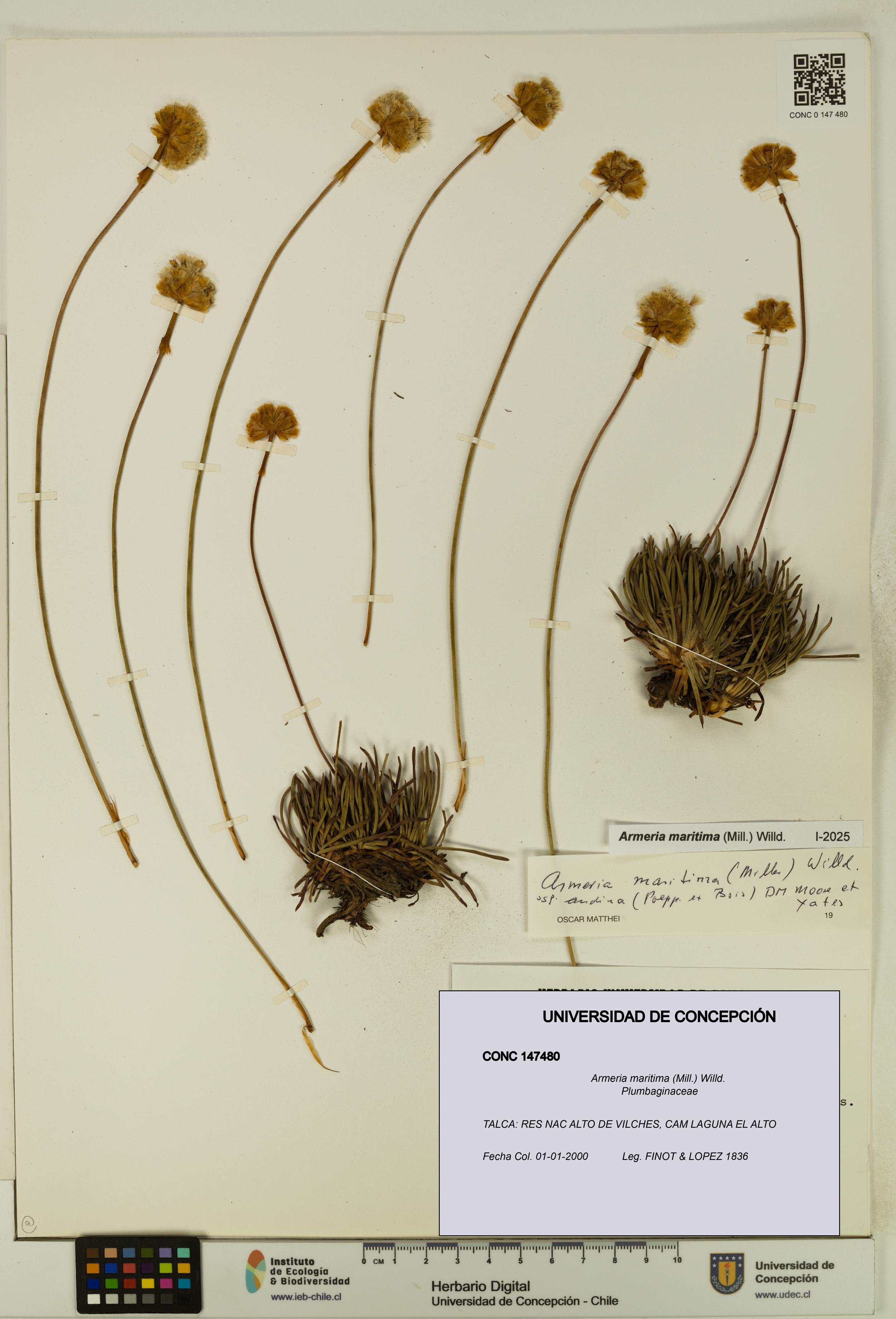 Armeria maritima [Espécimen: UDEC:CONC:0147480]