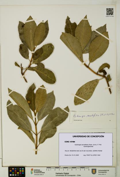 Hydrangea serratifolia [Espécimen: UDEC:CONC:0147484]