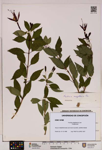 Fuchsia magellanica [Espécimen: UDEC:CONC:0147485]