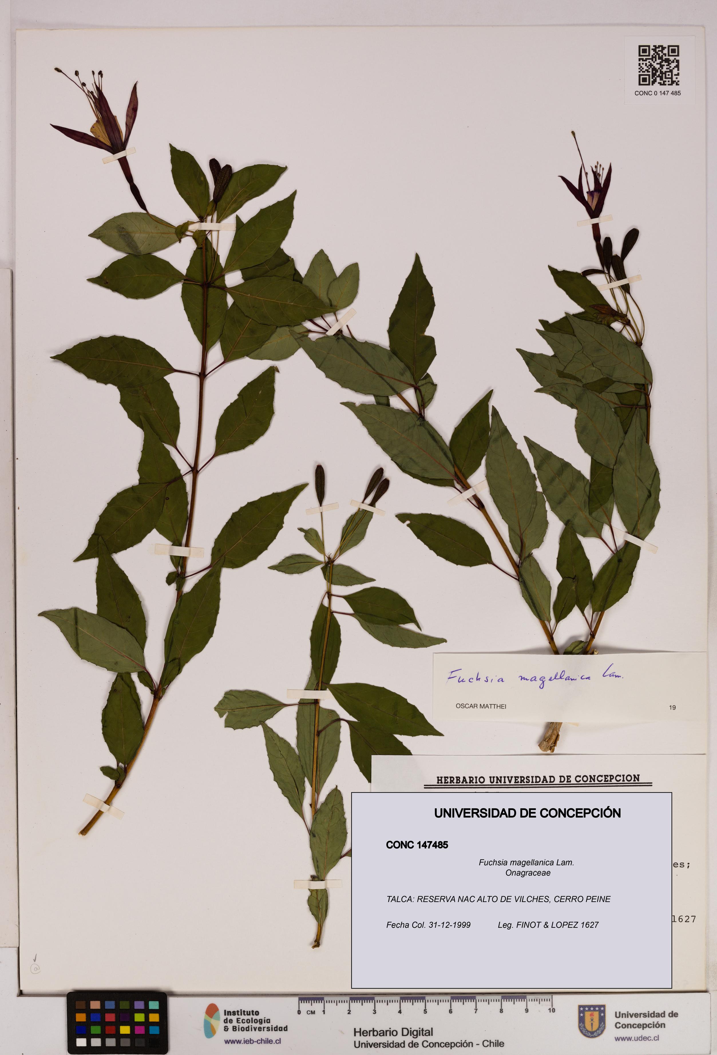Fuchsia magellanica [Espécimen: UDEC:CONC:0147485]