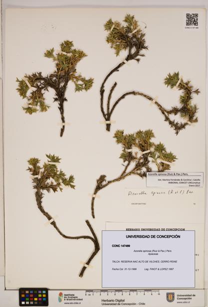 Azorella spinosa [Espécimen: ]