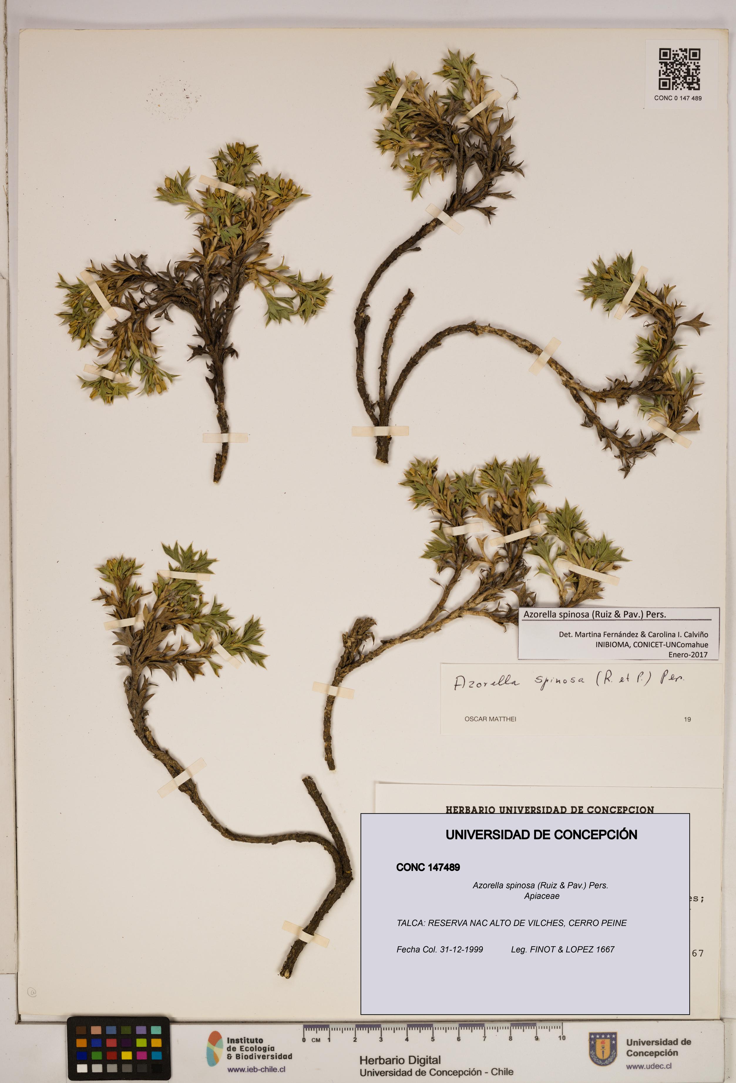 Azorella spinosa [Espécimen: ]