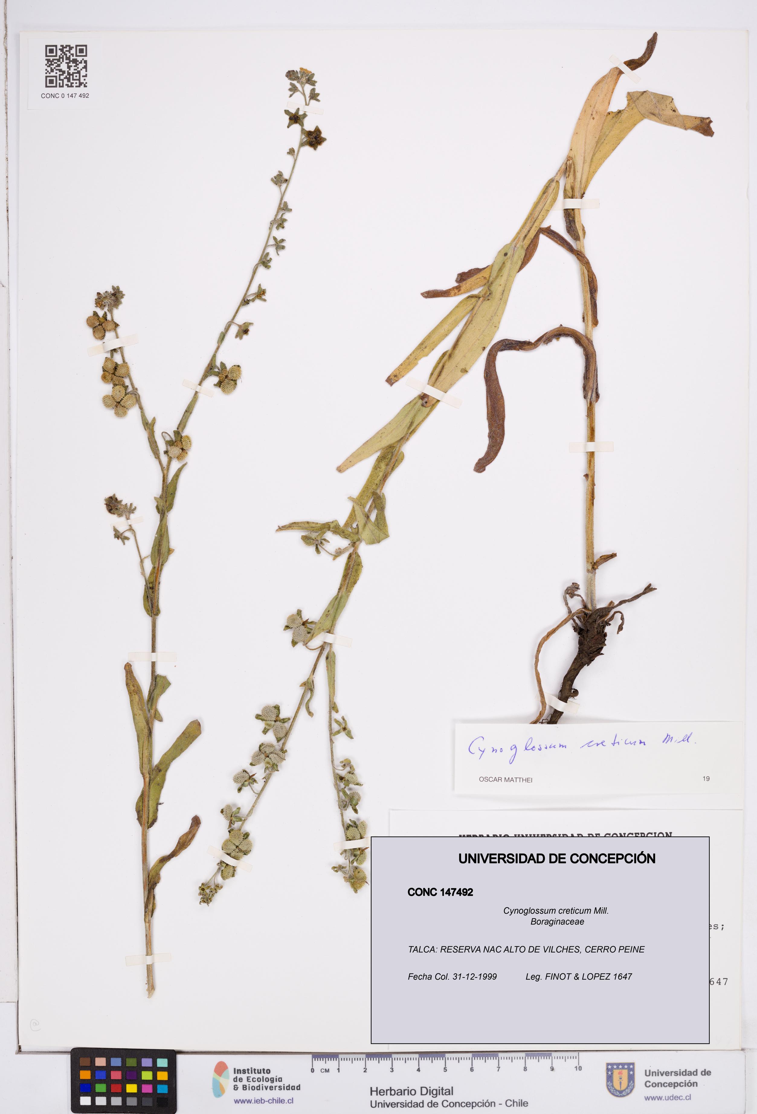 Cynoglossum creticum [Espécimen: ]